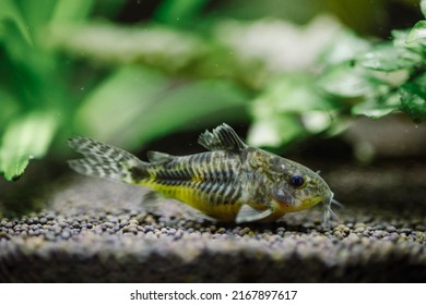 Corydoras aquarium fish in a freshwater aquarium with underwater plants