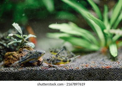 48 Aqurium Plants Images, Stock Photos & Vectors | Shutterstock