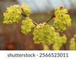 Corylopsis spicata, winter hazel with yellow blossoms