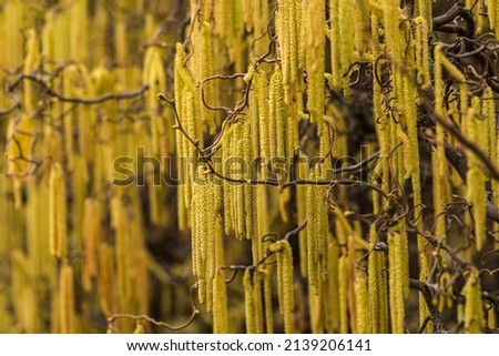Corylus americana- the American hazelnut[1] or American hazel,[2] is a species of deciduous shrub in the genus Corylus, Catkins hanging on a tree branch in early spring, Corylus Avellana Contorta Tree