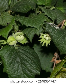 Corylus Avellana, The Common Hazel, Is A Species Of Flowering Plant In The Birch Family Betuliaceae.