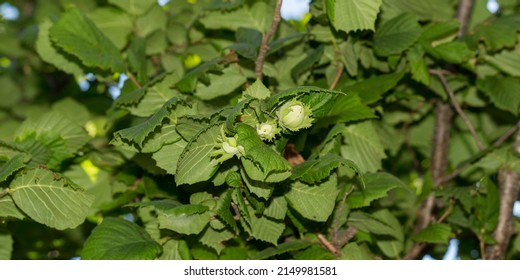 Corylus Avellana, The Common Hazel, Is A Species Of Flowering Plant In The Birch Family Betuliaceae.