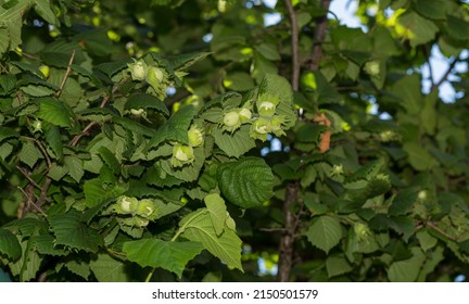 Corylus Avellana, The Common Hazel, Is A Species Of Flowering Plant In The Birch Family Betuliaceae.