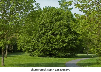 Corylus Avellana / Hazel