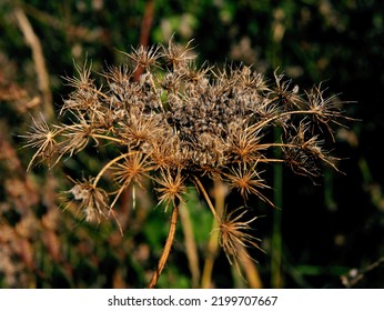 Corymb With Dry Seeds Of Wild Plant Carrot-Daucus Carota