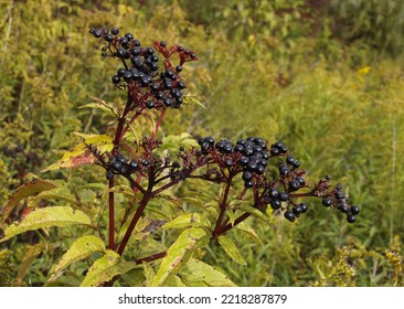 Corymb Of Dwarf Elder With Black Toxic Fruits At Autumn