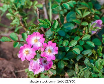 Corymb Of Small Pink Rose Flowers And Buds


