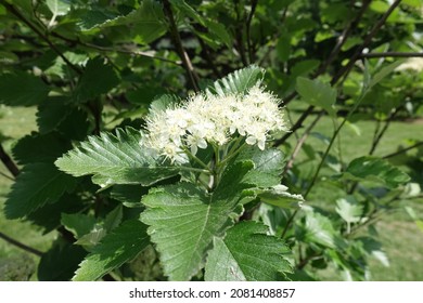 Corymb Of White Flowers Of Sorbus Aria In Mid May