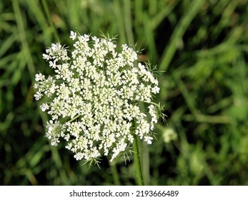 Corymb White Small Flowers Of Daucus Carota Wild Plant