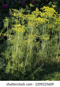 Corymb Yellow Flowers Of Dill Vegetable In The Garden Close Up