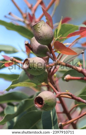 Corymbia ficifolia or Redflower gum growing in a garden. Pictured the fruit is a woody urn-shaped capsule 