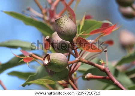 Corymbia ficifolia or Redflower gum growing in a garden. Pictured the fruit is a woody urn-shaped capsule 