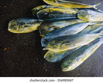 Coryphaena Hippurus,Taiwan