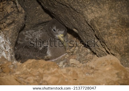 Cory's shearwater Calonectris borealis chick in its nest. Montana Clara. Integral Natural Reserve of Los Islotes. Canary Islands. Spain.