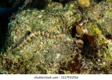 Corythoichthys Is A Genus Of Pipefishes Of The Family Syngnathidae