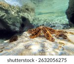Coscinasterias tenuispina - Blue spiny starfish