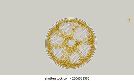 Coscinodiscus, A Marine Microalgae From Diatom Group. 400 X Magnification