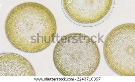 Coscinodiscus, a marine microalgae from diatom group. Alga blooming. 400 x magnification with selective focus