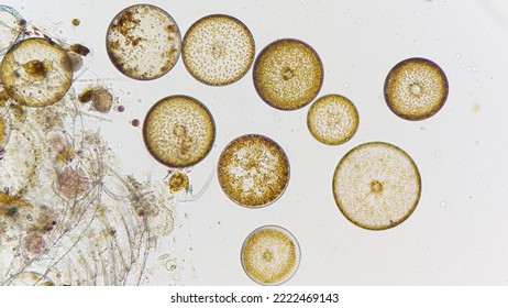 Coscinodiscus, a marine phytoplankton genus from diatom group. Live specimen. Collected from Jakarta bay. 100x magnification with selective focus 