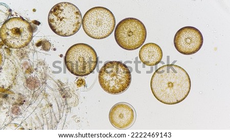 Coscinodiscus, a marine phytoplankton genus from diatom group. Live specimen. Collected from Jakarta bay. 100x magnification with selective focus 