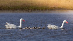 Coscoroba Swans With Chicks, La Pampa Province, Patagonia, Argentina.