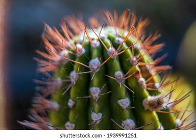 Cose Shot Cactus Spider Webs Stock Photo 1939991251 | Shutterstock