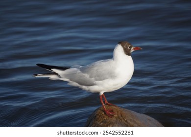 A coseup of a Black-Headed Gull bird perched on a wood floating on water - Powered by Shutterstock