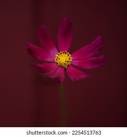 Cosmea, burgundy chamomile, close-up flower, perfect photo concept, photo perfectly symmetrical burgundy flower with a yellow center on a burgundy background kosmeya, concept photo - Powered by Shutterstock