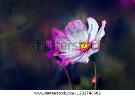 Similar – a little flower Nature