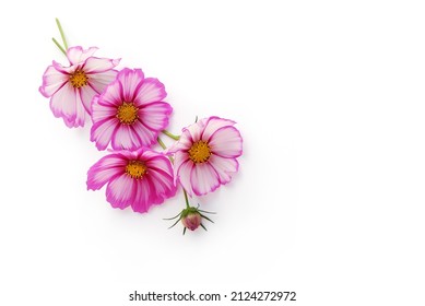 Cosmea flowers and a cosmea bud lie arranged on a white background, 3d view