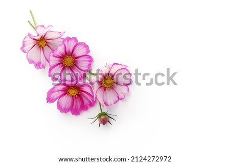 Cosmea flowers and a cosmea bud lie arranged on a white background, 3d view