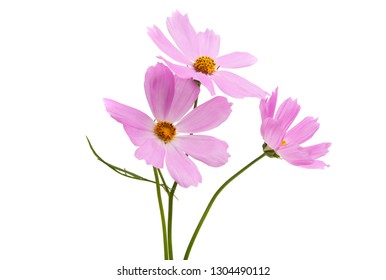 Cosmos Flower Vector Illustration Hand Drawn Stock Vector (Royalty Free ...