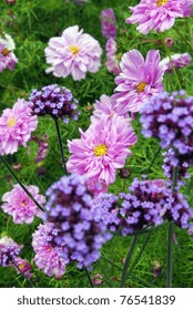 Cosmea And Verbena Bonariensis