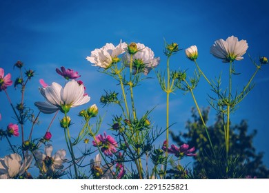 cosmea,flowers,plant.This is a beautiful flowers shown as nature and beauty and attract the viewers.