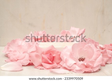 Cosmetic orange background with cubic podium and beige rose for displaying cosmetic products. Copy space. Blur and selective focus