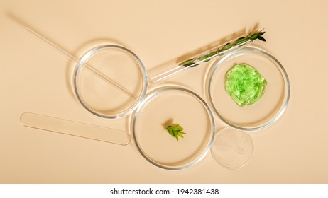 Cosmetic Skincare Products In Petri Dishes On Beige Background. Aloe Gel Natural Cosmetics For Cosmetology. Medical Herbs Ingredients In Laboratory Glassware Test Tube. Top View Long Web Banner