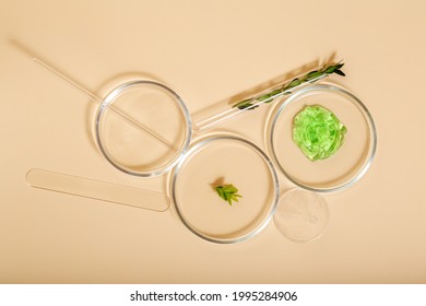 Cosmetic Skincare Products In Petri Dishes On Beige Background. Aloe Gel Natural Cosmetics For Cosmetology. Medical Herbs Ingredients In Laboratory Glassware Test Tube. Top View