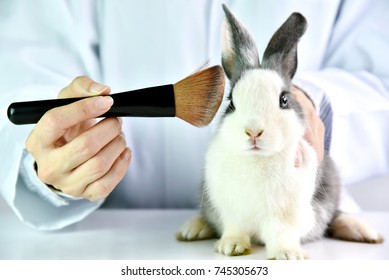 Cosmetics test on rabbit animal, Scientist or pharmacist do research chemical ingredients test on animal in laboratory, Cruelty free and stop animal abuse concept.
