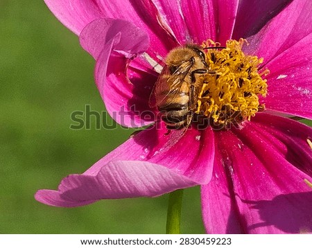 A cosmo flower with a bee