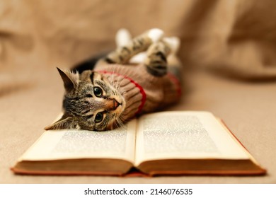 Cosmo The Kitten Loves To Read While In His Favourite Sweater.