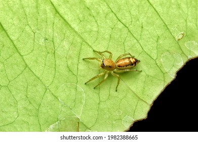 Cosmophasis lami jumping spider on a green leaf