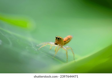 Cosmophasis lami. Macro Close-up View A jumping spider photographed in Indonesia. Orange spider with green leaf soft focus background. Come face to face with the beautiful Jumping Spider.