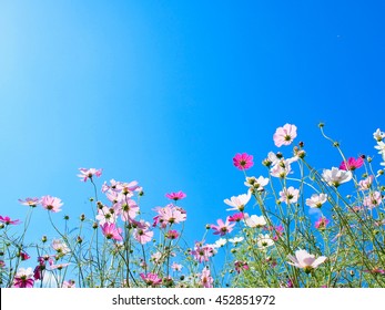 Cosmos