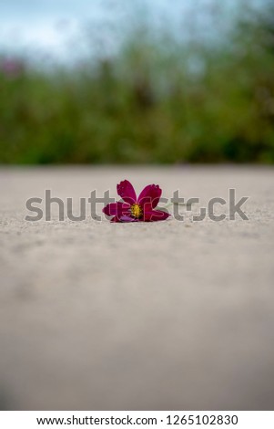 Similar – solitary flower Flower