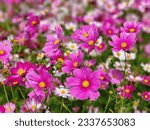 Cosmos are annual flowers with colorful, daisy-like flowers, symbolizing simplicity, joy, beauty, order, harmony, and balance, amidst slender stems.