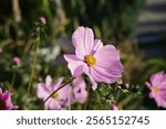 Cosmos bipinnatus blooms with pink flowers in November. Cosmos bipinnatus, the garden cosmos or Mexican aster, is a medium-sized flowering herbaceous plant in the daisy family Asteraceae. Berlin.