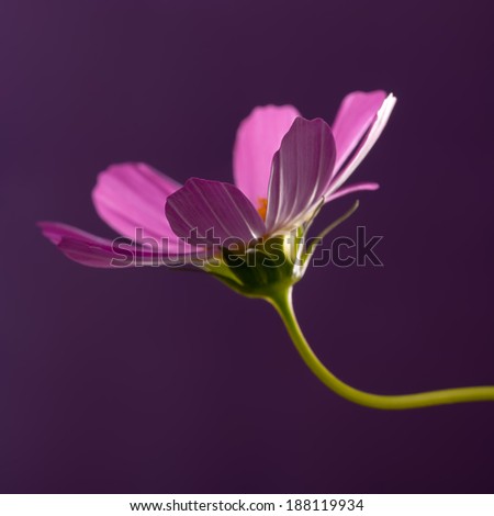 colourflash Nature Plant