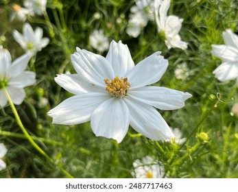 Cosmos bipinnatus is an flowering herbaceous plant in the daisy family Asteraceae. - Powered by Shutterstock