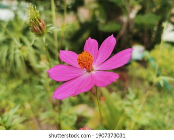 Bipinnatus の画像 写真素材 ベクター画像 Shutterstock