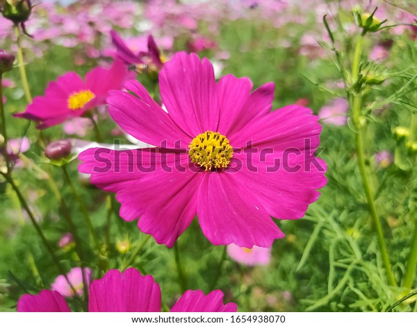 コスモス ビピナツス メキシコ アスター 美しい庭の風景 カラフルな花 ピンクの花 の写真素材 今すぐ編集